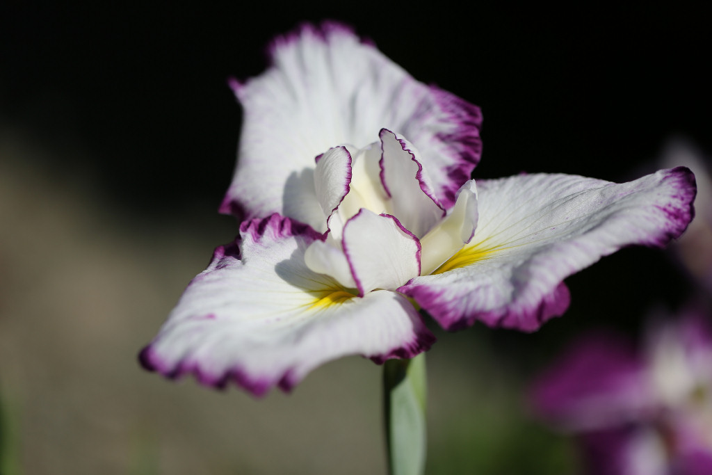 白に紫の縁取りのハナショウブ(花菖蒲) 2014