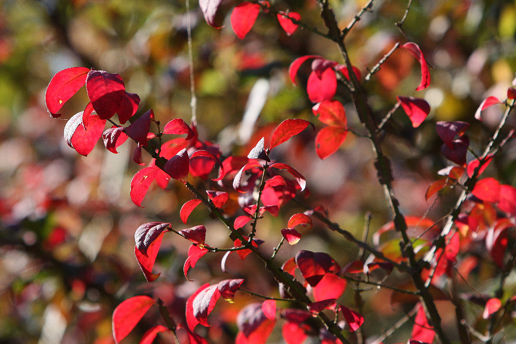 六国峠ハイキングコース　横浜市立金沢動物園　ニシキギの紅葉