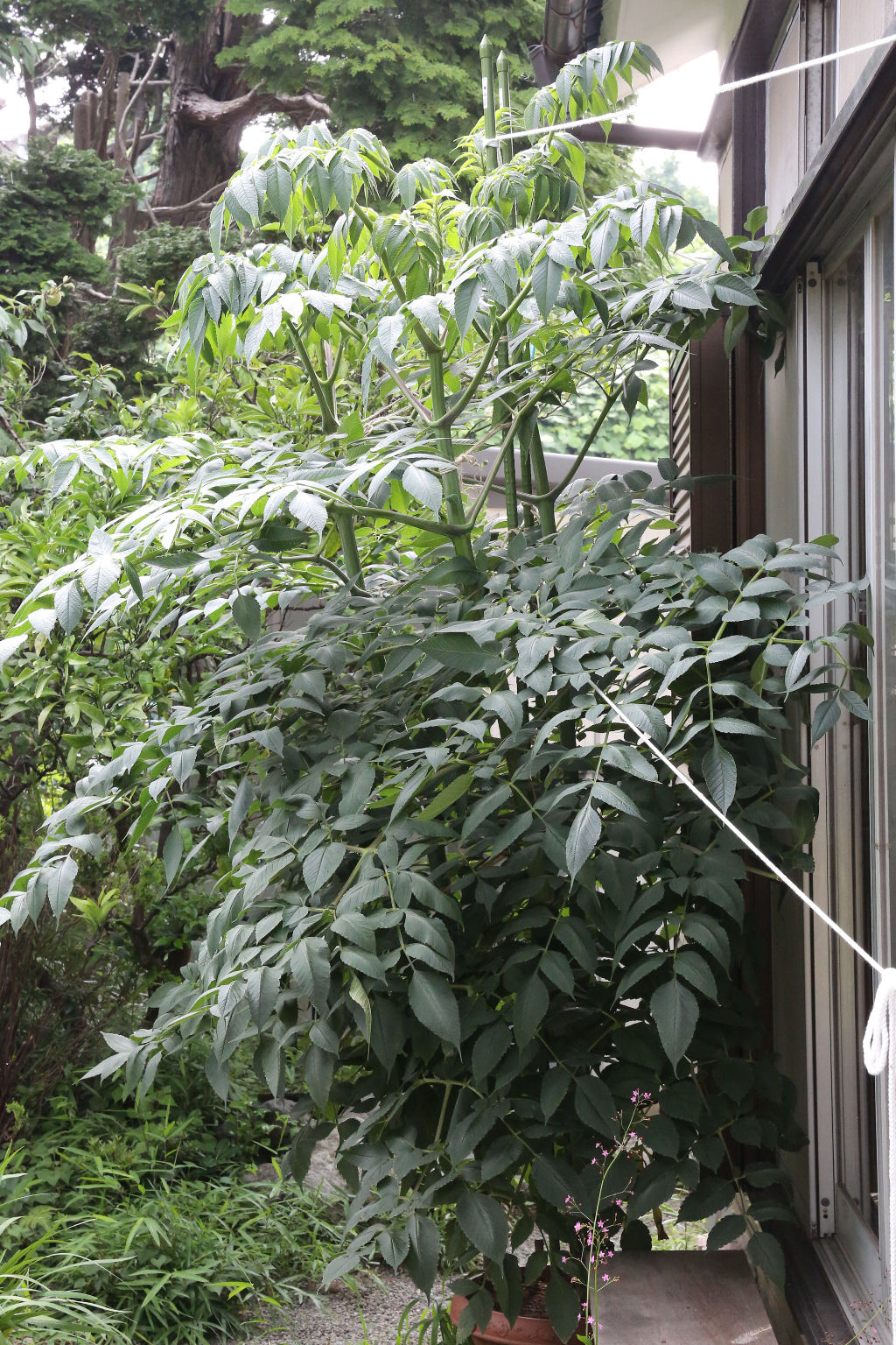 皇帝ダリア　2013年6月23日の鉢植え