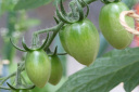 成長中のミニトマト 2015
