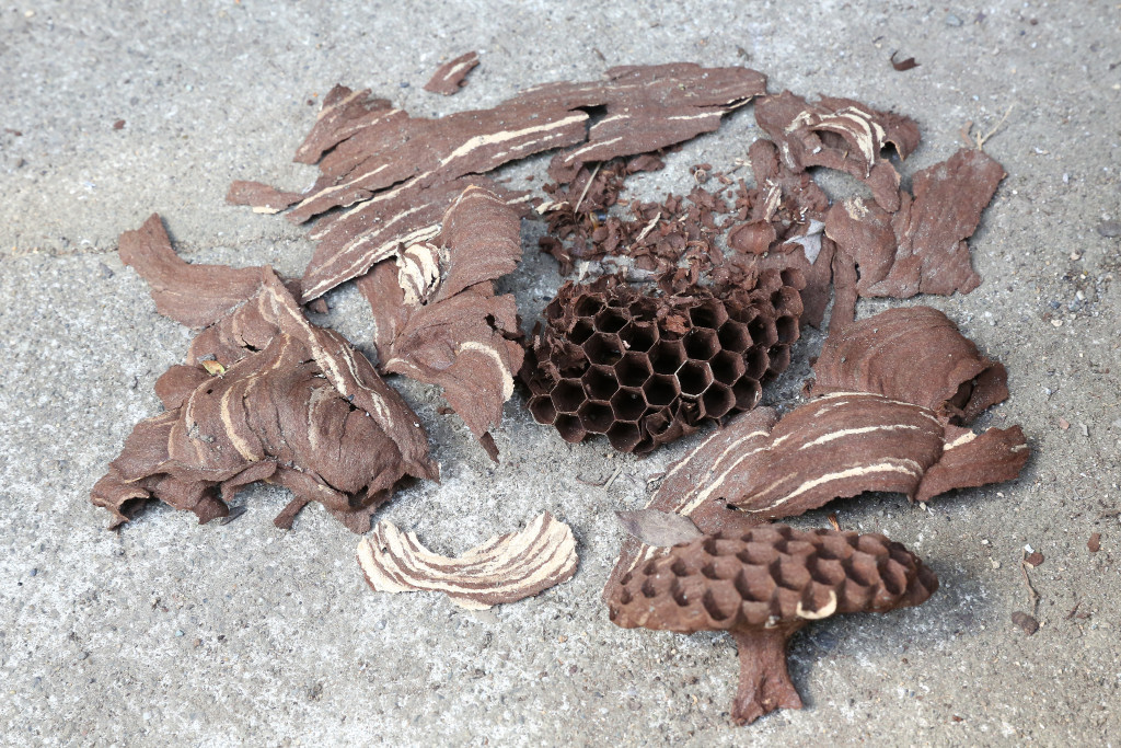 コガタスズメバチの巣の破片 2013