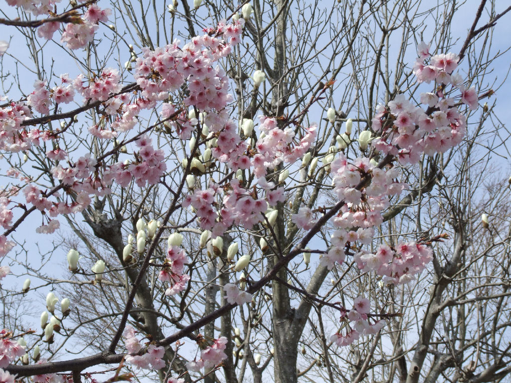 鶴岡八幡宮　桜とハクモクレン