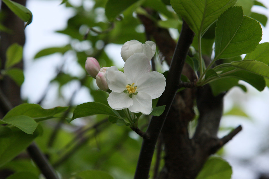 ヒメリンゴの花のアップ