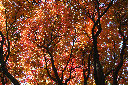 長浜公園　紅葉の広角写真