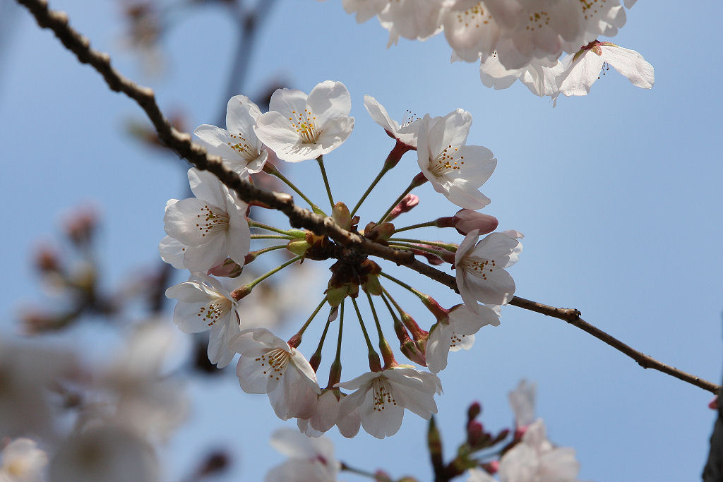 富岡総合公園の桜アップ