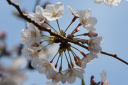 富岡総合公園の桜の花　アップ