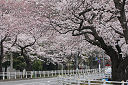 富岡総合公園の桜 2009