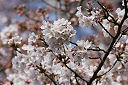 富岡公園の桜 2009