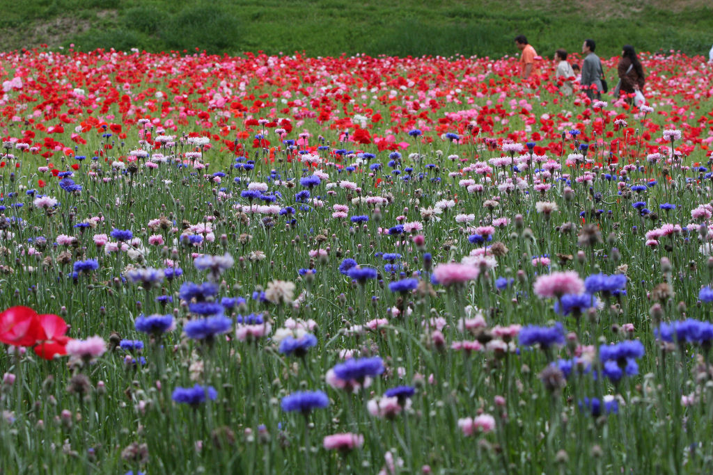 くりはま花の国　ヤグルマギク(矢車菊)とポピー 2009