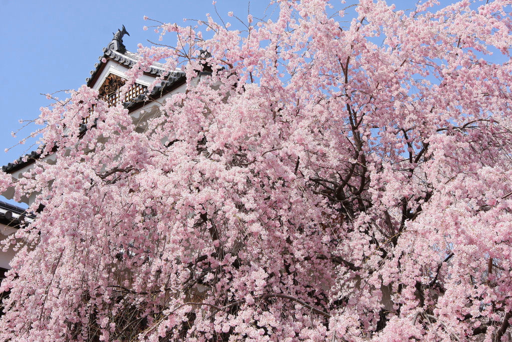 上田城跡公園のしだれ桜