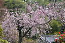 鎌倉英勝寺のしだれ桜