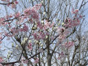 桜と白木蓮