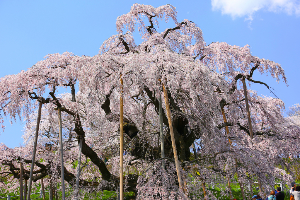 三春滝桜 2015