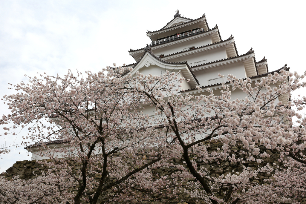 鶴ヶ城と桜 2015